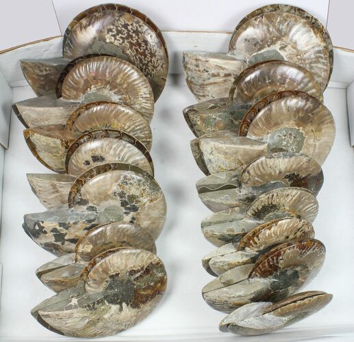 Lot: - Cut Ammonite Pairs (Grade B/C) - Pairs #85220